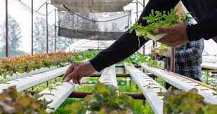 Urban Farming